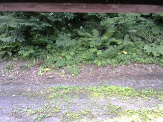 長野県菅平高原 ゆたか山荘 南側 2025/07/21 14:15