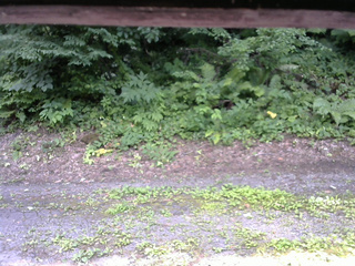 長野県菅平高原 ゆたか山荘 南側 2025/07/21 14:30