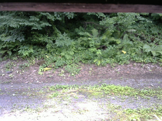 長野県菅平高原 ゆたか山荘 南側 2025/07/21 15:00