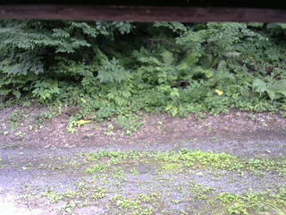 長野県菅平高原 ゆたか山荘 南側 2025/07/21 15:15