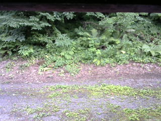 長野県菅平高原 ゆたか山荘 南側 2025/07/21 15:45