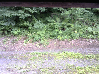 長野県菅平高原 ゆたか山荘 南側 2025/07/21 16:00