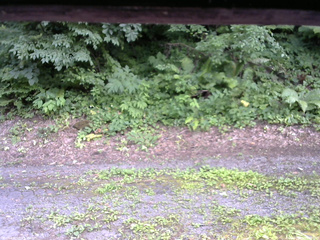 長野県菅平高原 ゆたか山荘 南側 2025/07/21 16:15