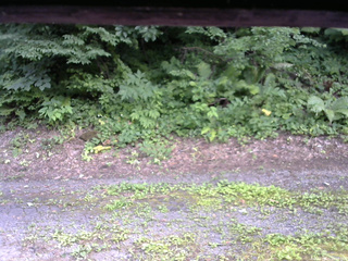 長野県菅平高原 ゆたか山荘 南側 2025/07/21 16:30