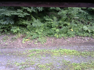 長野県菅平高原 ゆたか山荘 南側 2025/07/21 16:45