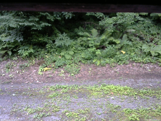 長野県菅平高原 ゆたか山荘 南側 2025/07/21 17:00