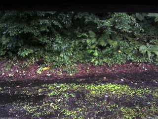 長野県菅平高原 ゆたか山荘 南側 2025/07/21 18:15