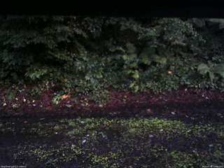 長野県菅平高原 ゆたか山荘 南側 2025/07/21 19:00