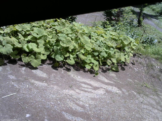 長野県菅平高原 ゆたか山荘 駐車場 2025/07/21 11:00