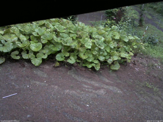 長野県菅平高原 ゆたか山荘 駐車場 2025/07/21 17:45