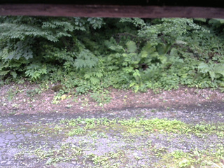 長野県菅平高原 ゆたか山荘 南側 2025/07/22 14:15