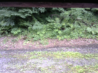 長野県菅平高原 ゆたか山荘 南側 2025/07/22 15:00
