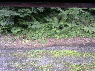長野県菅平高原 ゆたか山荘 南側 2025/07/22 16:15