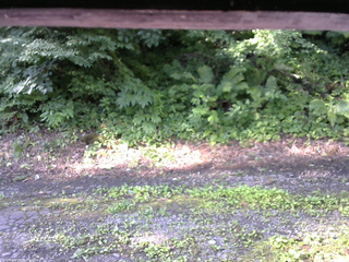 長野県菅平高原 ゆたか山荘 南側 2025/07/23 07:15