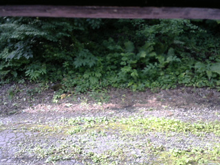 長野県菅平高原 ゆたか山荘 南側 2025/07/23 08:00