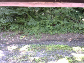 長野県菅平高原 ゆたか山荘 南側 2025/07/23 09:45