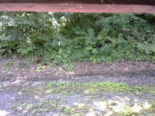 長野県菅平高原 ゆたか山荘 南側 2025/07/23 11:00