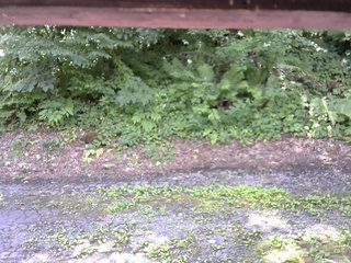 長野県菅平高原 ゆたか山荘 南側 2025/07/23 11:30