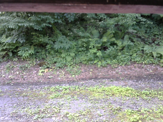 長野県菅平高原 ゆたか山荘 南側 2025/07/23 12:00