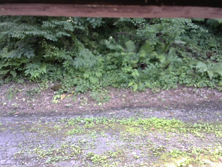 長野県菅平高原 ゆたか山荘 南側 2025/07/23 14:15