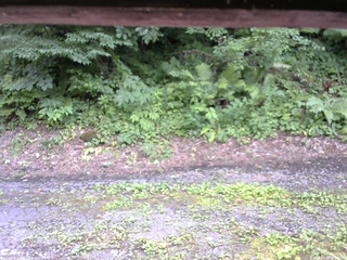 長野県菅平高原 ゆたか山荘 南側 2025/07/23 15:30