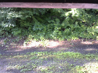 長野県菅平高原 ゆたか山荘 南側 2025/07/24 07:15