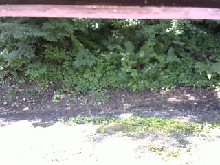 長野県菅平高原 ゆたか山荘 南側 2025/07/24 08:45