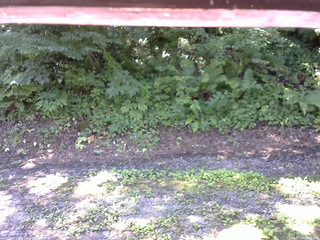 長野県菅平高原 ゆたか山荘 南側 2025/07/24 09:45