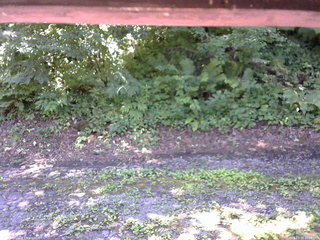 長野県菅平高原 ゆたか山荘 南側 2025/07/24 11:00