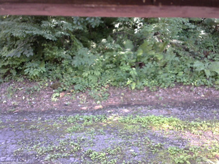 長野県菅平高原 ゆたか山荘 南側 2025/07/24 13:45