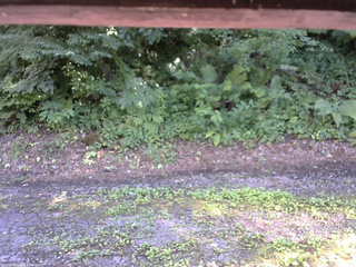 長野県菅平高原 ゆたか山荘 南側 2025/07/24 14:15