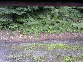 長野県菅平高原 ゆたか山荘 南側 2025/07/24 15:30