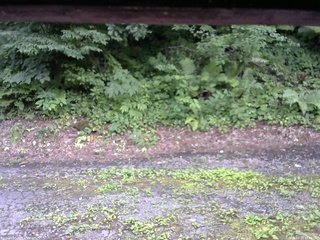 長野県菅平高原 ゆたか山荘 南側 2025/07/24 15:45