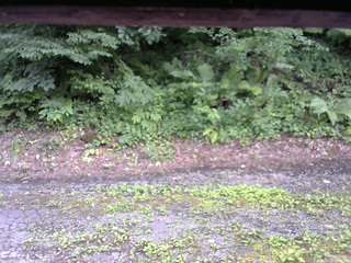 長野県菅平高原 ゆたか山荘 南側 2025/07/24 16:00