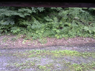 長野県菅平高原 ゆたか山荘 南側 2025/07/24 16:45