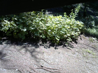 長野県菅平高原 ゆたか山荘 駐車場 2025/07/24 08:15