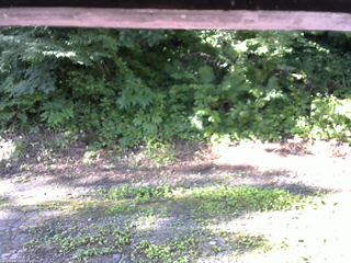 長野県菅平高原 ゆたか山荘 南側 2025/07/25 07:30