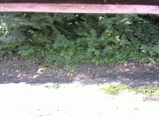 長野県菅平高原 ゆたか山荘 南側 2025/07/25 08:30