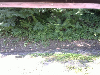 長野県菅平高原 ゆたか山荘 南側 2025/07/25 08:45