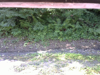 長野県菅平高原 ゆたか山荘 南側 2025/07/25 09:00