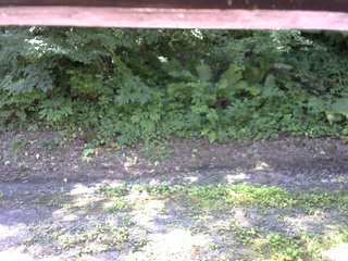 長野県菅平高原 ゆたか山荘 南側 2025/07/25 09:15