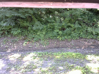 長野県菅平高原 ゆたか山荘 南側 2025/07/25 09:45