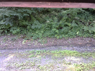 長野県菅平高原 ゆたか山荘 南側 2025/07/25 10:00