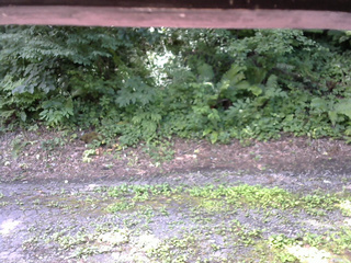 長野県菅平高原 ゆたか山荘 南側 2025/07/25 10:30