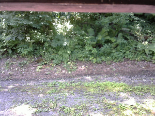 長野県菅平高原 ゆたか山荘 南側 2025/07/25 10:45