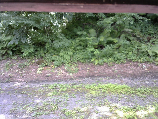 長野県菅平高原 ゆたか山荘 南側 2025/07/25 11:00