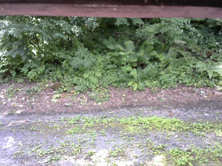 長野県菅平高原 ゆたか山荘 南側 2025/07/25 11:15