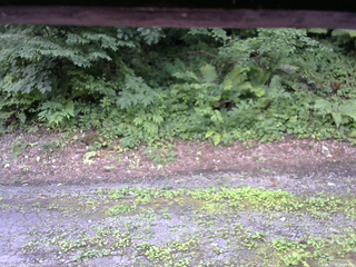 長野県菅平高原 ゆたか山荘 南側 2025/07/25 11:45