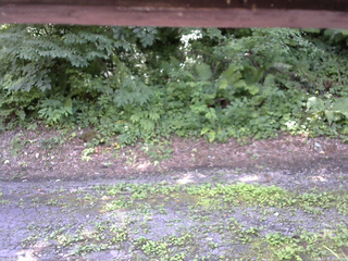 長野県菅平高原 ゆたか山荘 南側 2025/07/25 12:15