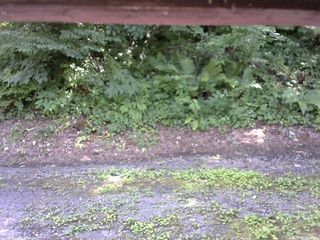 長野県菅平高原 ゆたか山荘 南側 2025/07/25 12:30